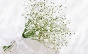 flower-white-640x395